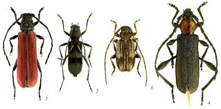 Attēlu rezultāti vaicājumam “Cerambycidae”