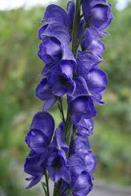 Image result for Eisenhut