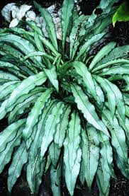 Image result for Pulmonaria Silverado