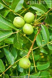 Attēlu rezultāti vaicājumam “Juglans regia fruit”
