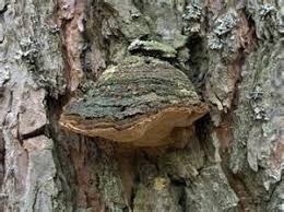 Attēlu rezultāti vaicājumam “Phellinus pini”
