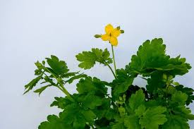 Attēlu rezultāti vaicājumam “Chelidonium majus leaf”