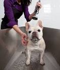 Avoid Scaring Potential Home Buyers; How to Get Rid of Pet Odors ...
