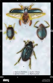 Attēlu rezultāti vaicājumam “Dytiscus dimidiatus”