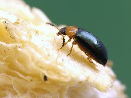 Attēlu rezultāti vaicājumam “Tetratoma fungorum”