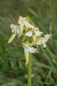 Attēlu rezultāti vaicājumam “Platanthera chlorantha flower”
