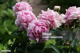 Attēlu rezultāti vaicājumam “Paeonia lactiflora flower”