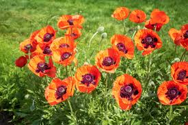 Image result for Papaver orientale