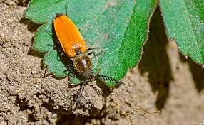 Attēlu rezultāti vaicājumam “Anostirus castaneus”