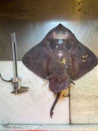 Image result for Amblyraja hyperborea