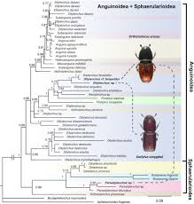 Attēlu rezultāti vaicājumam “Hylastes sp.”
