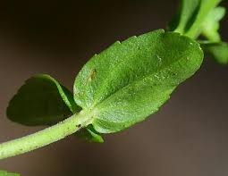 Attēlu rezultāti vaicājumam “Veronica serpyllifolia leaf”