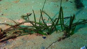 Image result for Platycephalus richardsoni