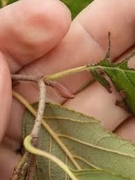 Attēlu rezultāti vaicājumam “Alnus incana bud”