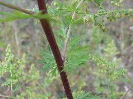 Image result for Artemisia annua