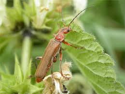 Attēlu rezultāti vaicājumam “Cantharis livida”