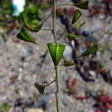 Attēlu rezultāti vaicājumam “Capsella bursa-pastoris leaf”