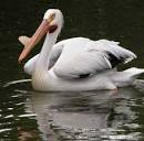 American White Pelican, Holiday homes Orlando, Florida ...