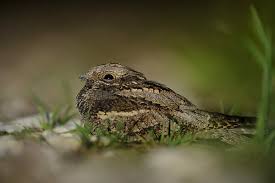 Attēlu rezultāti vaicājumam “Caprimulgus europaeus nest”