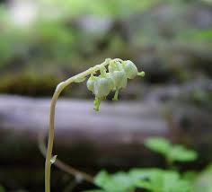 Attēlu rezultāti vaicājumam “Orthilia secunda fruit”