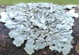 Attēlu rezultāti vaicājumam “Parmelina tiliacea”