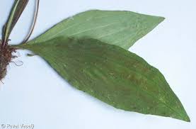 Attēlu rezultāti vaicājumam “Plantago media leaf”