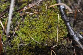 Attēlu rezultāti vaicājumam “Dicranella staphylina”