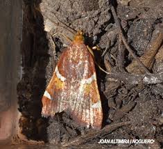 Attēlu rezultāti vaicājumam “Pyralis regalis”