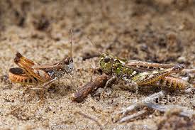 Attēlu rezultāti vaicājumam “Myrmeleotettix maculatus”
