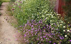 Attēlu rezultāti vaicājumam “Geranium pyrenaicum flower”