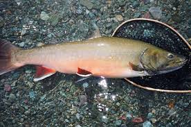 Image result for Salvelinus confluentus
