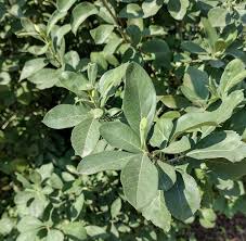 Attēlu rezultāti vaicājumam “Calamagrostis canescens fruit”