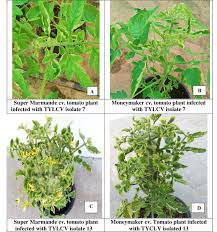 Afbeeldingsresultaat voor marmande jaune tomato