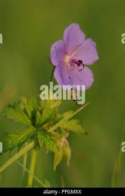 Attēlu rezultāti vaicājumam “Geranium pratense leaf”