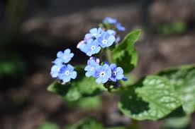 Image result for Brunnera `Jack Frost`
