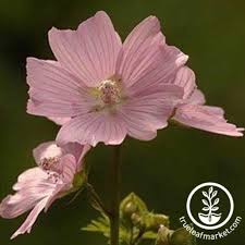 Attēlu rezultāti vaicājumam “Malva moschata leaf”