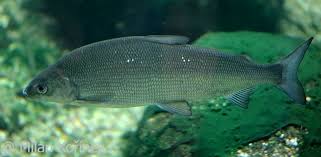 Image result for Coregonus lavaretus