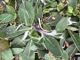 Attēlu rezultāti vaicājumam “Pilosella officinarum leaf”