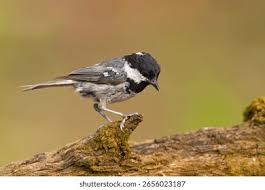 Attēlu rezultāti vaicājumam “Periparus ater”