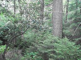 Attēlu rezultāti vaicājumam “Licea pusilla young”