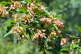 Attēlu rezultāti vaicājumam “Acer tataricum fruit”