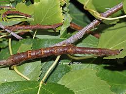 Attēlu rezultāti vaicājumam “Ennomos alniaria”