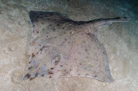 Image result for Rostroraja alba