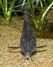 File:Corydoras semiaquilus 2.jpg - Wikipedia, the free encyclopedia