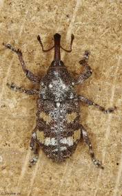 Attēlu rezultāti vaicājumam “Pissodes castaneus”