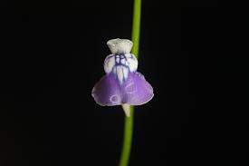 Attēlu rezultāti vaicājumam “Lentibulariaceae”