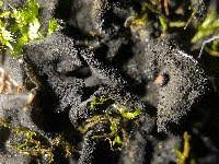 Attēlu rezultāti vaicājumam “Collema”