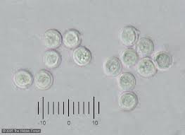 Attēlu rezultāti vaicājumam “Dianemataceae”