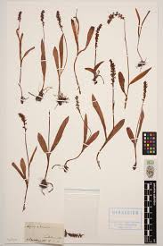 Attēlu rezultāti vaicājumam “Herminium monorchis”