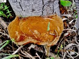 Attēlu rezultāti vaicājumam “Phellinus”